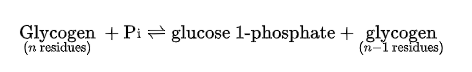 <p>cleaves its substrate by the addition of orthophosphate (Pi) to yield glucose 1-phosphate. The cleavage of a covalent bond by the addition of orthophosphate is referred to as phosphorolysis:</p>