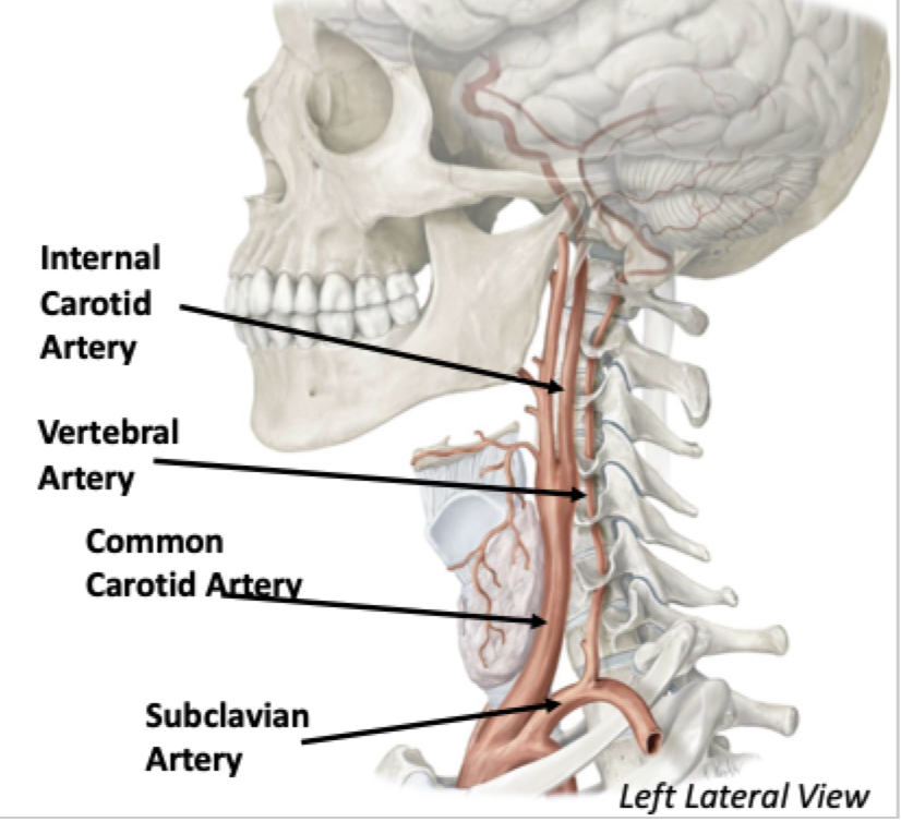 <p>Common Carotid Artery → Internal Carotid Artery</p><ul><li><p>Internal Carotid Artery goes through the Carotid Canal</p></li></ul><p>Subclavian Artery → Vertebral Artery</p><ul><li><p>The vertebral artery runs through the vertebral foramina of the cervical vertebrae and goes through the anterior portion of Foramen Magnum</p></li></ul>