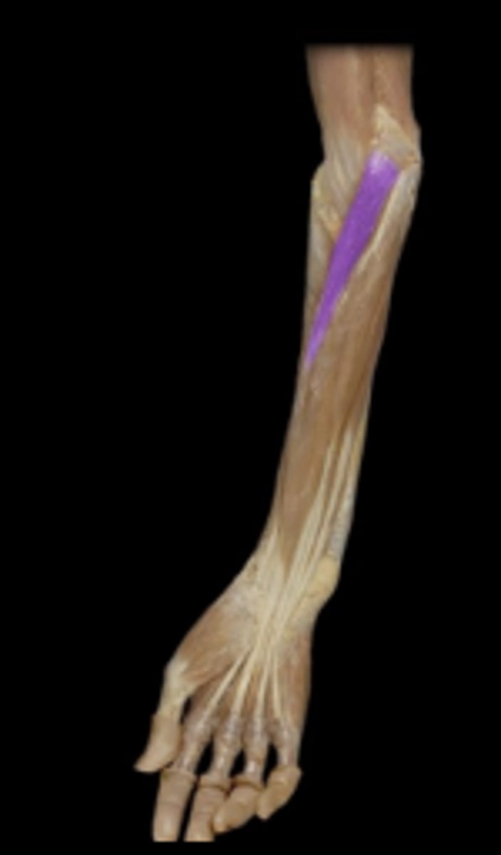 <p>action: pronation of the forearm (rotates forearm from palm up to palm down)</p>