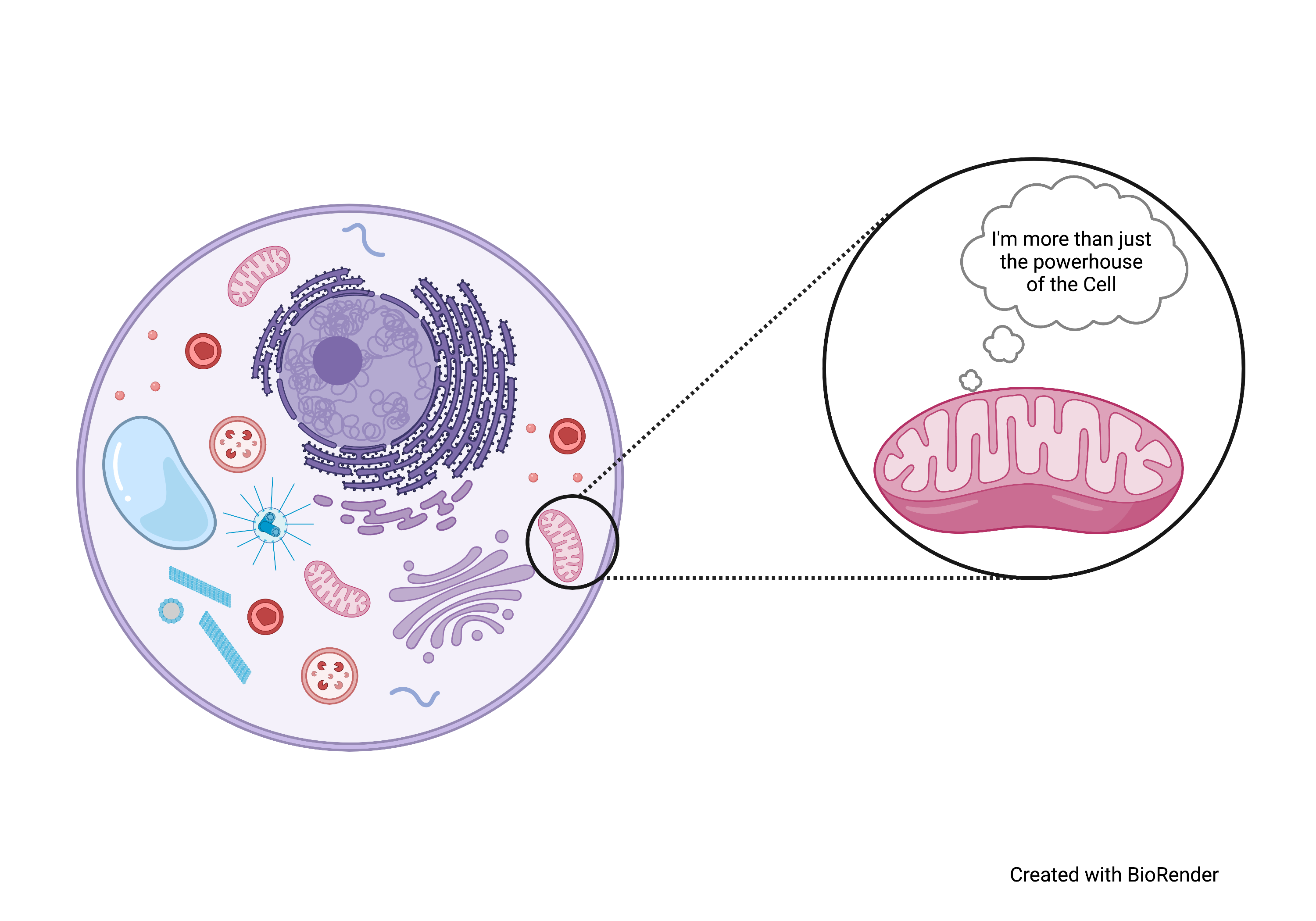 <p><strong>releases energy</strong> for cell to function; site of respiration- fuels various cellular purposes</p>