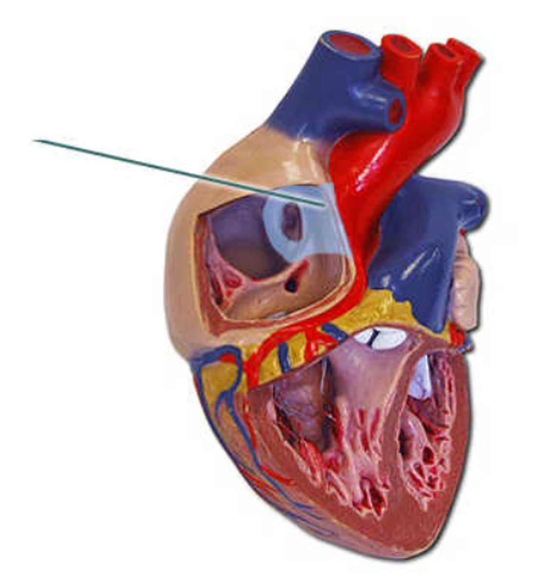<p>interatrial septum</p>