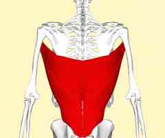 <p>Back muscle that causes shoulder extension, adduction, horizontal abduction and horizontal abduction</p>