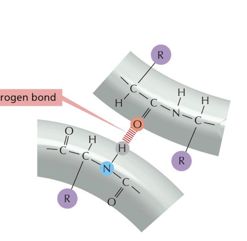 <p>it is a hydrogen in between two things that have polarity that its bonded too. (which are usually nitrogens and oxygens.)</p>