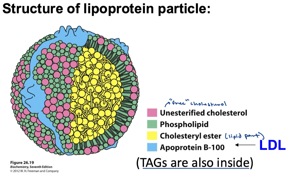 <p>Unesterified “free” cholesterol is on the cell membrane with phospholipids. Cholesteryl ester is on the inside alongside TAGs. Apoprotein B-100 also lines the outside (a component of LDL or “bad cholesterol”).</p>