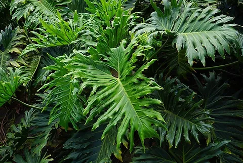 <p><em>Philodendron</em></p>