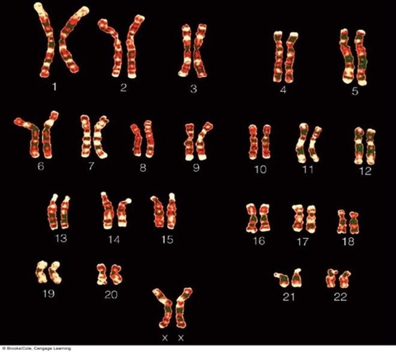 <p>Humans have 23 pairs of homologous chromosomes, totaling 46 chromosomes.</p>