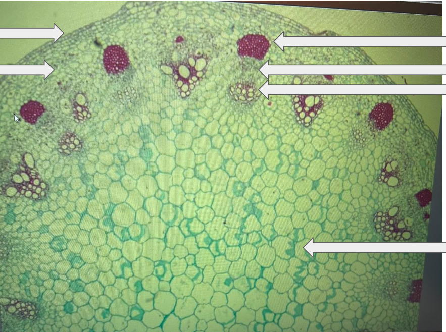 <p>In this image, identify Cortex, Epidermis, Xylem, Phloem, Fibers and Pith (stem cross-section)</p>