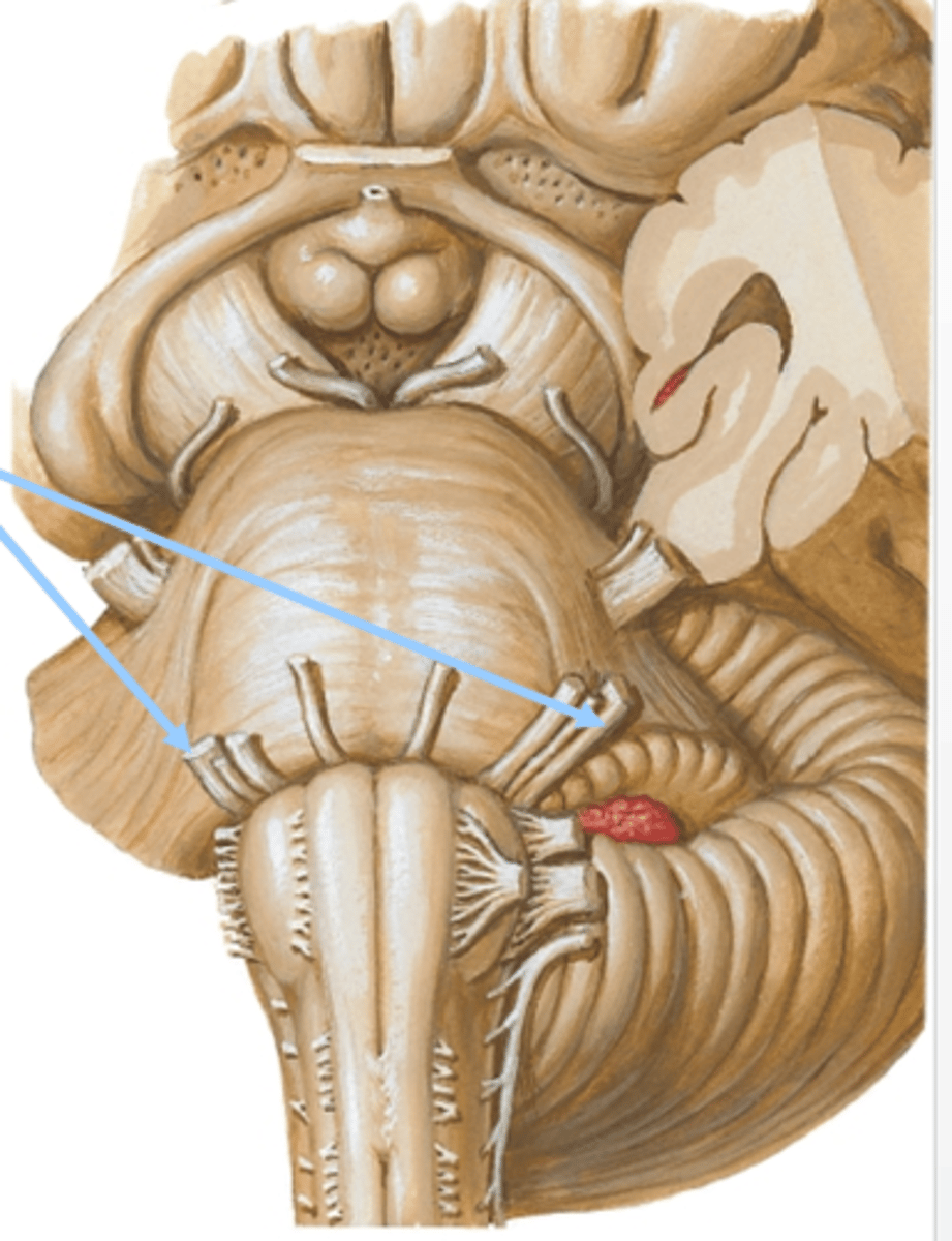 <p>pons</p>