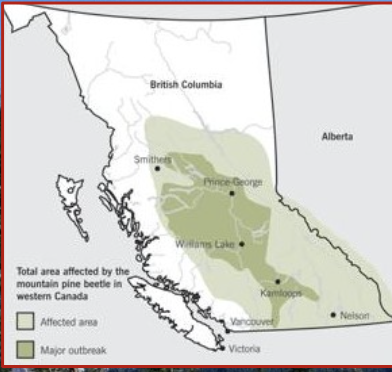  The beetle has destroyed forests throughout  Western Canada:

* currently 80% of mature pines are impacted.
* The consequences will be felt for decades in British Columbia

\
The beetle is posing a threat to Alberta’s pine forests and the Jackpine stands of Canada’s boreal forest.

\
With warmer temperatures, the beetle has been able to survive through the Winter in B.C.