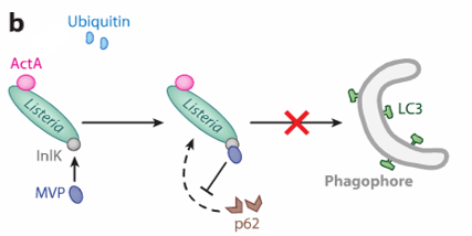 <ul><li><p>Listeria prevents the binding of autophagy adapter molecules</p></li><li><p><strong>InIK</strong> (produced by listeria) binds <strong>MVP</strong> (major vault protein) this prevents the recruitment of autophagy adaptor proteins (<strong>P62</strong>). no recruitment. no formation of phagophore</p></li><li><p>p62 is necessary to link ubiquitinated pathogens to autophagic machinery (LC3 protein) for degradation</p></li></ul><p></p>