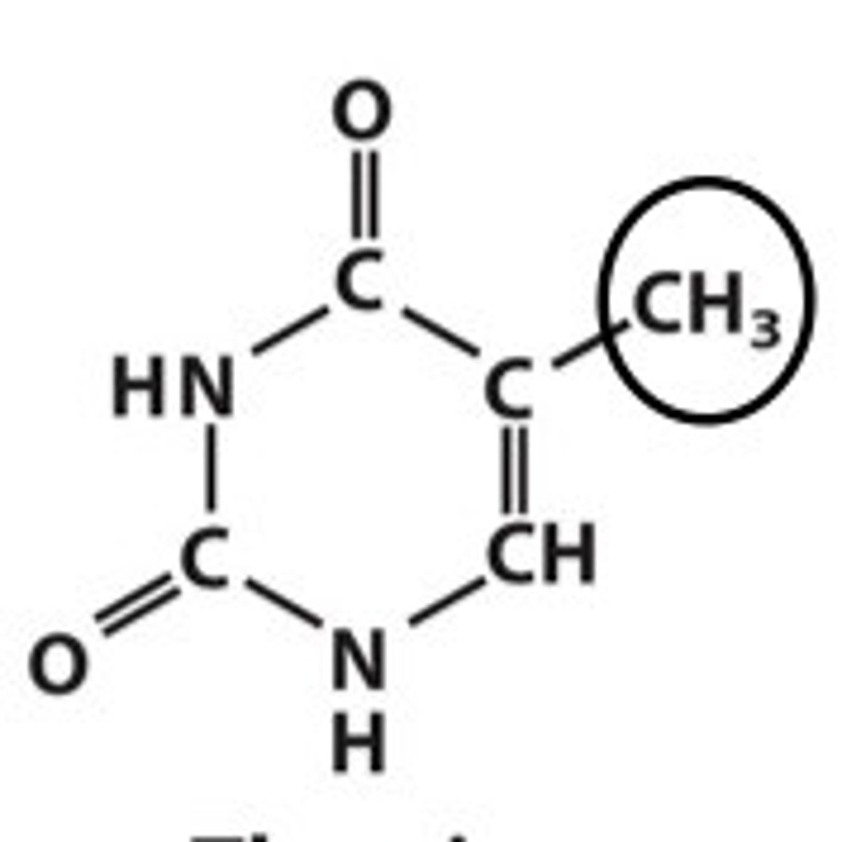 <p>PYRIMIDINE</p><p>Nucleoside: thymidine</p><p>Nucleotides in DNA: dTMP</p><p>No nucleotides in RNA.</p>