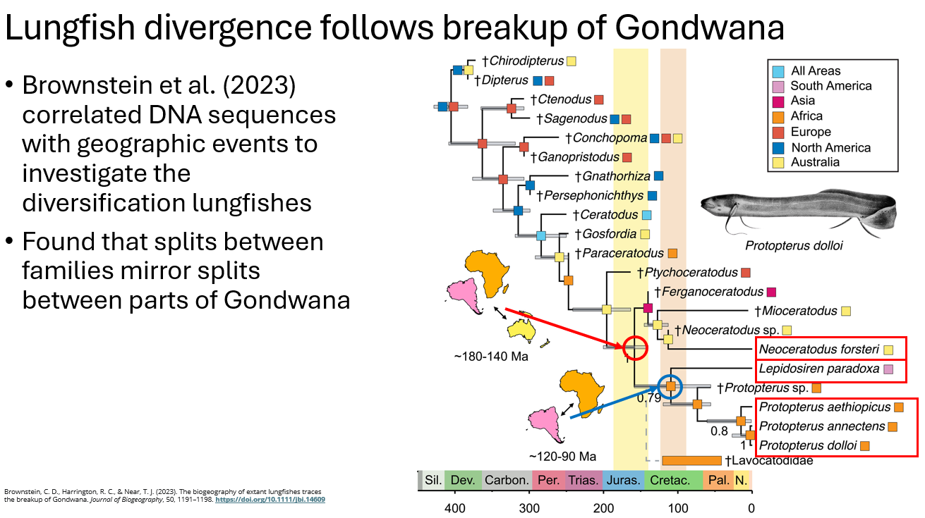 <p><span>diversification of lungfishes, found that splits between families mirror splits between parts of Gondwana</span></p>
