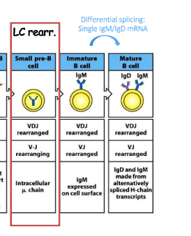 <p>-single IgM/IgD mRNA</p>