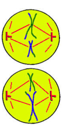 <p>M - middle</p><ul><li><p>chromosomes moved/align in middle SINGLE FILE due to microtubules/spindle fibers</p></li></ul><p></p>