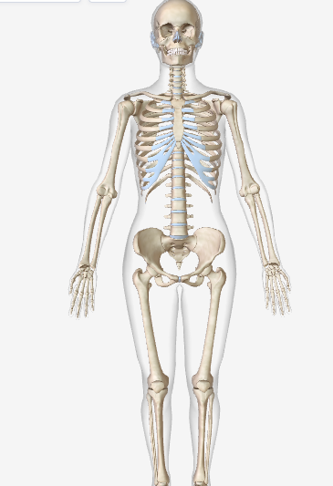 <p>Key Structures- Bones and joints</p><p>Functions-Protects and supports body organs;provides a framework the muscles use to cause movement; stores minerals.</p>