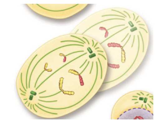 <p><span>Anaphase II (Meiosis)</span></p>