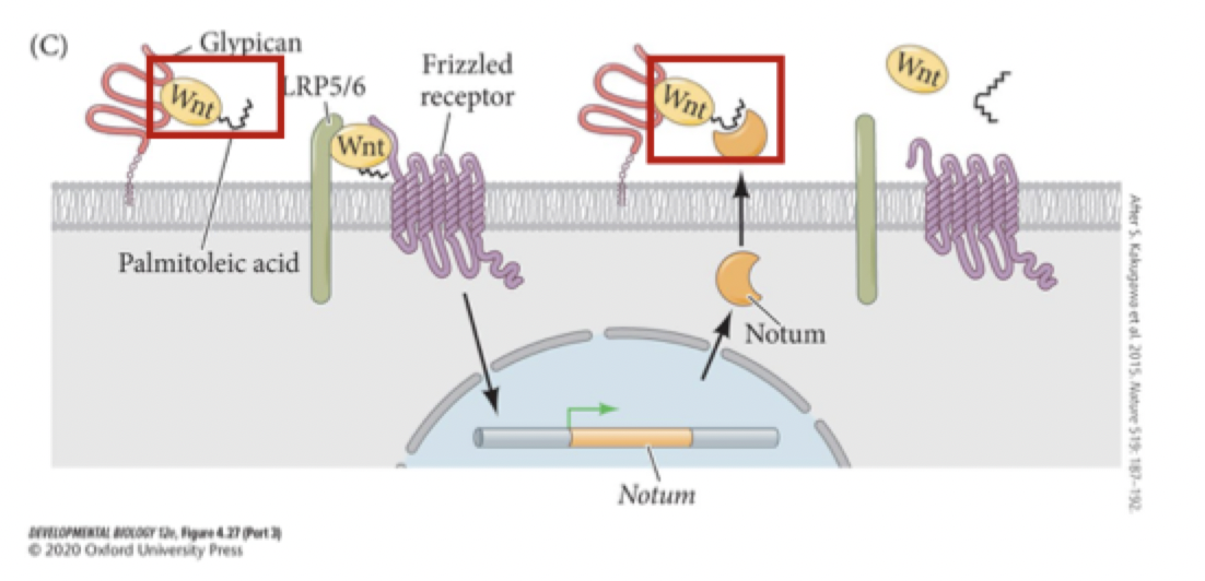 <p>what is wnt </p>