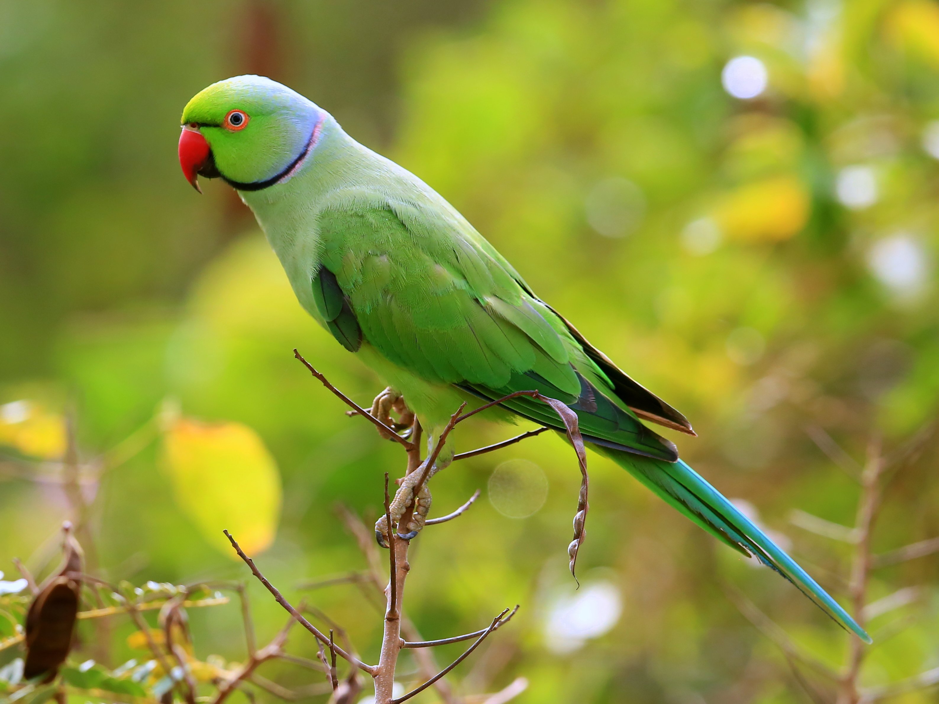 <p>ring-necked parakeet - nyakörvös papagáj (Sok nyakörvös papagáj él a városban.)</p>