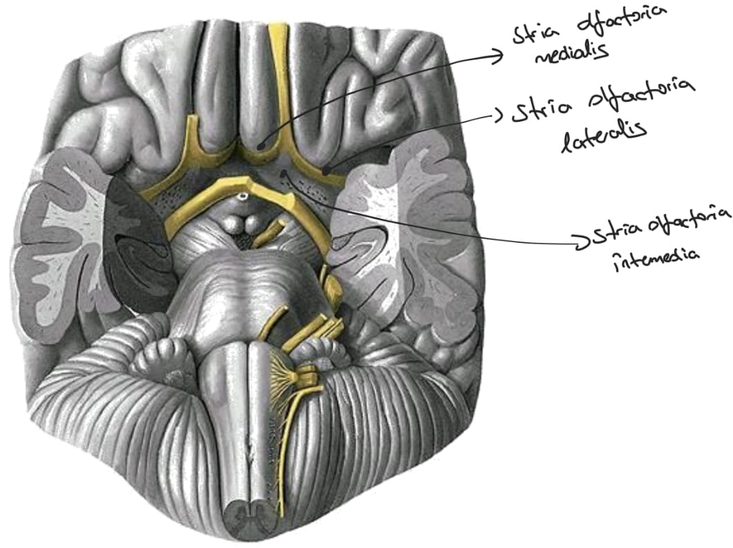 <p> Stria olfactoria medialis</p><p>Stria olfactoria intermedius</p><p>Stria olfactoria lateralis </p>