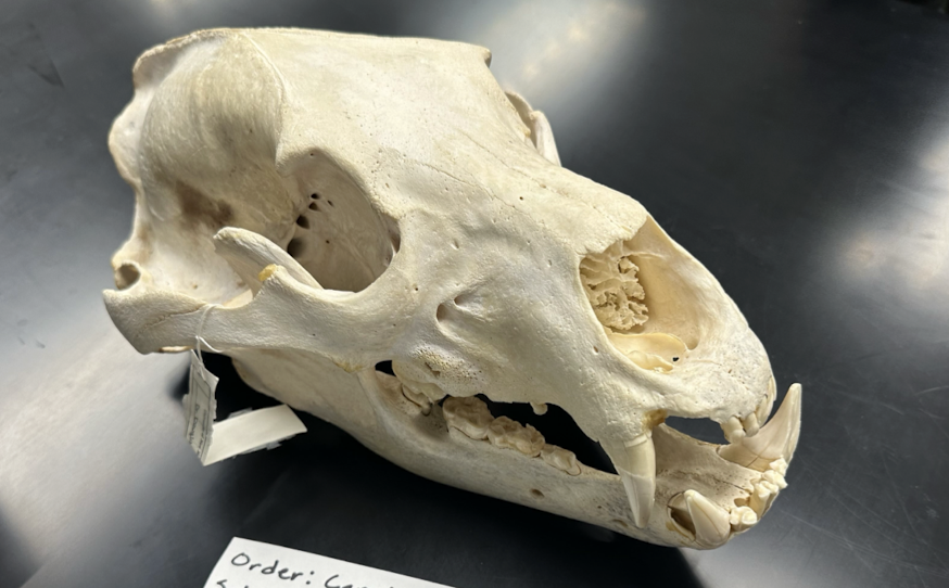 <p>Ursidae 2</p>