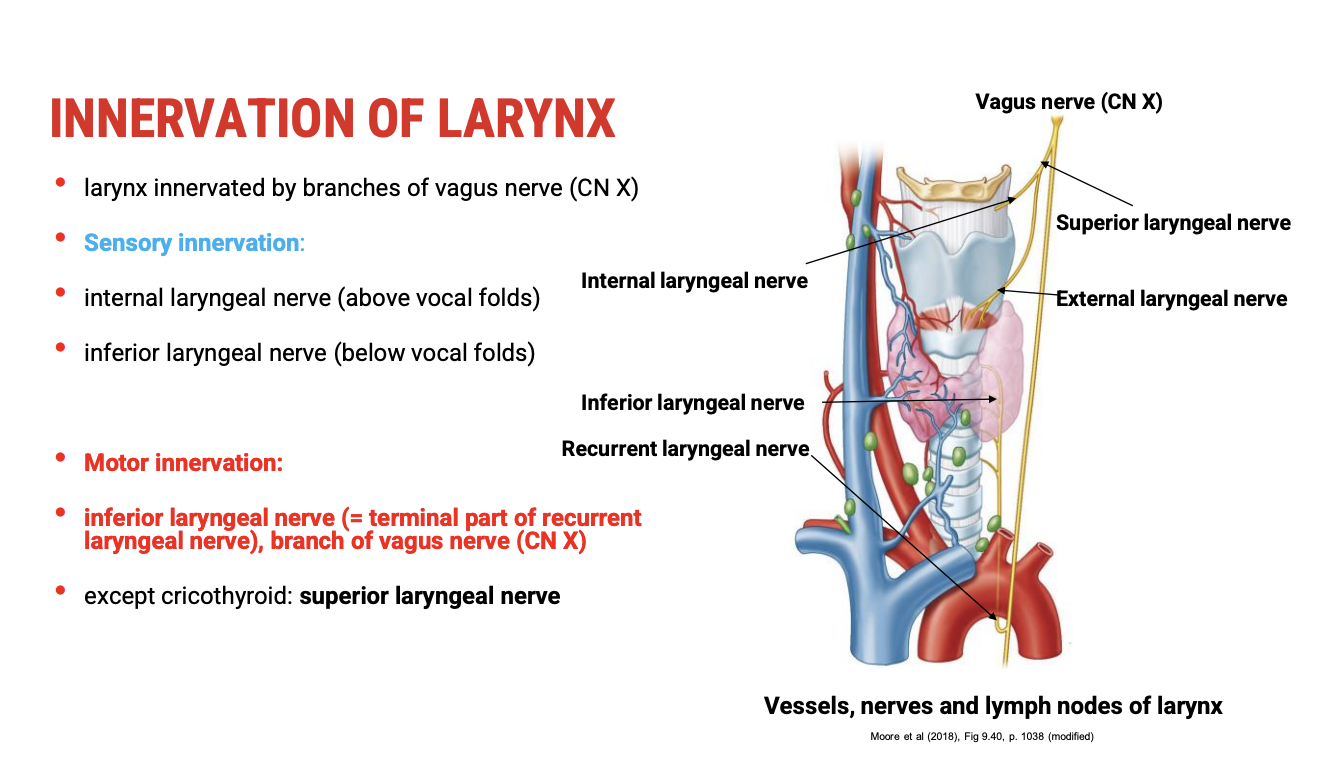 <p><span><strong>Vagus Nerve (CN X) Pathway in the Neck:</strong></span></p><ul><li><p><span><strong>Main trunk of the vagus nerve</strong>&nbsp;runs within the&nbsp;<strong>neurovascular bundle</strong>&nbsp;alongside the common carotid artery and internal jugular vein.</span></p></li></ul><p>&nbsp;</p><p><span><strong>Branches relevant to the larynx:</strong></span></p><ol type="1"><li><p><span><strong>Superior Laryngeal Nerve (SLN):</strong></span></p><ul><li><p><span><strong>Internal branch:</strong></span></p><ul><li><p><span><strong>Provides&nbsp;sensory innervation&nbsp;to the&nbsp;larynx above the vocal folds&nbsp;(supraglottic region).</strong></span></p></li></ul></li><li><p><span><strong>External branch:</strong></span></p><ul><li><p><span><strong>Provides&nbsp;motor innervation&nbsp;to the&nbsp;cricothyroid muscle, which controls tension and pitch.</strong></span></p></li></ul></li></ul></li><li><p><span><strong>Recurrent Laryngeal Nerve (RLN):</strong></span></p><ul><li><p><span><strong>Branches off the vagus nerve&nbsp;inferiorly&nbsp;in the neck (right loops under right subclavian artery; left loops under the aortic arch).</strong></span></p></li><li><p><span><strong>Runs back upwards (recurrent) to enter the larynx from below.</strong></span></p></li><li><p><span><strong>Its terminal part is called the&nbsp;inferior laryngeal nerve.</strong></span></p></li><li><p><span><strong>Provides&nbsp;motor innervation to all intrinsic muscles of the larynx except the cricothyroid.</strong></span></p></li><li><p><span><strong>Also provides&nbsp;sensory innervation below the vocal folds&nbsp;(infraglottic region).</strong></span></p></li></ul></li></ol><p>&nbsp;</p><p><span data-name="small_blue_diamond" data-type="emoji">🔹</span><span><strong>&nbsp;Summary</strong></span></p><table style="min-width: 75px"><colgroup><col style="min-width: 25px"><col style="min-width: 25px"><col style="min-width: 25px"></colgroup><tbody><tr><td colspan="1" rowspan="1" style="border-width:0pt;vertical-align:top;width:1.6284in;padding:4pt 4pt 4pt 4pt"><p><span><strong>Nerve Branch</strong></span></p></td><td colspan="1" rowspan="1" style="border-width:0pt;vertical-align:top;width:2.5868in;padding:4pt 4pt 4pt 4pt"><p><span><strong>Function</strong></span></p></td><td colspan="1" rowspan="1" style="border-width:0pt;vertical-align:top;width:3.3625in;padding:4pt 4pt 4pt 4pt"><p><span><strong>Target Structures</strong></span></p></td></tr><tr><td colspan="1" rowspan="1" style="border-width:0pt;vertical-align:top;width:1.6479in;padding:4pt 4pt 4pt 4pt"><p><span><strong>Internal branch of SLN</strong></span></p></td><td colspan="1" rowspan="1" style="border-width:0pt;vertical-align:top;width:2.5868in;padding:4pt 4pt 4pt 4pt"><p>Sensory</p></td><td colspan="1" rowspan="1" style="border-width:0pt;vertical-align:top;width:3.343in;padding:4pt 4pt 4pt 4pt"><p>Larynx above vocal folds</p></td></tr><tr><td colspan="1" rowspan="1" style="border-width:0pt;vertical-align:top;width:1.6479in;padding:4pt 4pt 4pt 4pt"><p><span><strong>External branch of SLN</strong></span></p></td><td colspan="1" rowspan="1" style="border-width:0pt;vertical-align:top;width:2.5868in;padding:4pt 4pt 4pt 4pt"><p>Motor</p></td><td colspan="1" rowspan="1" style="border-width:0pt;vertical-align:top;width:3.343in;padding:4pt 4pt 4pt 4pt"><p>Cricothyroid muscle</p></td></tr><tr><td colspan="1" rowspan="1" style="border-width:0pt;vertical-align:top;width:1.6284in;padding:4pt 4pt 4pt 4pt"><p><span><strong>Recurrent laryngeal nerve</strong></span></p></td><td colspan="1" rowspan="1" style="border-width:0pt;vertical-align:top;width:2.6062in;padding:4pt 4pt 4pt 4pt"><p>Motor &amp; sensory (via inferior laryngeal nerve)</p></td><td colspan="1" rowspan="1" style="border-width:0pt;vertical-align:top;width:3.4743in;padding:4pt 4pt 4pt 4pt"><p>All intrinsic muscles except cricothyroid; larynx below vocal folds</p></td></tr></tbody></table><p></p>