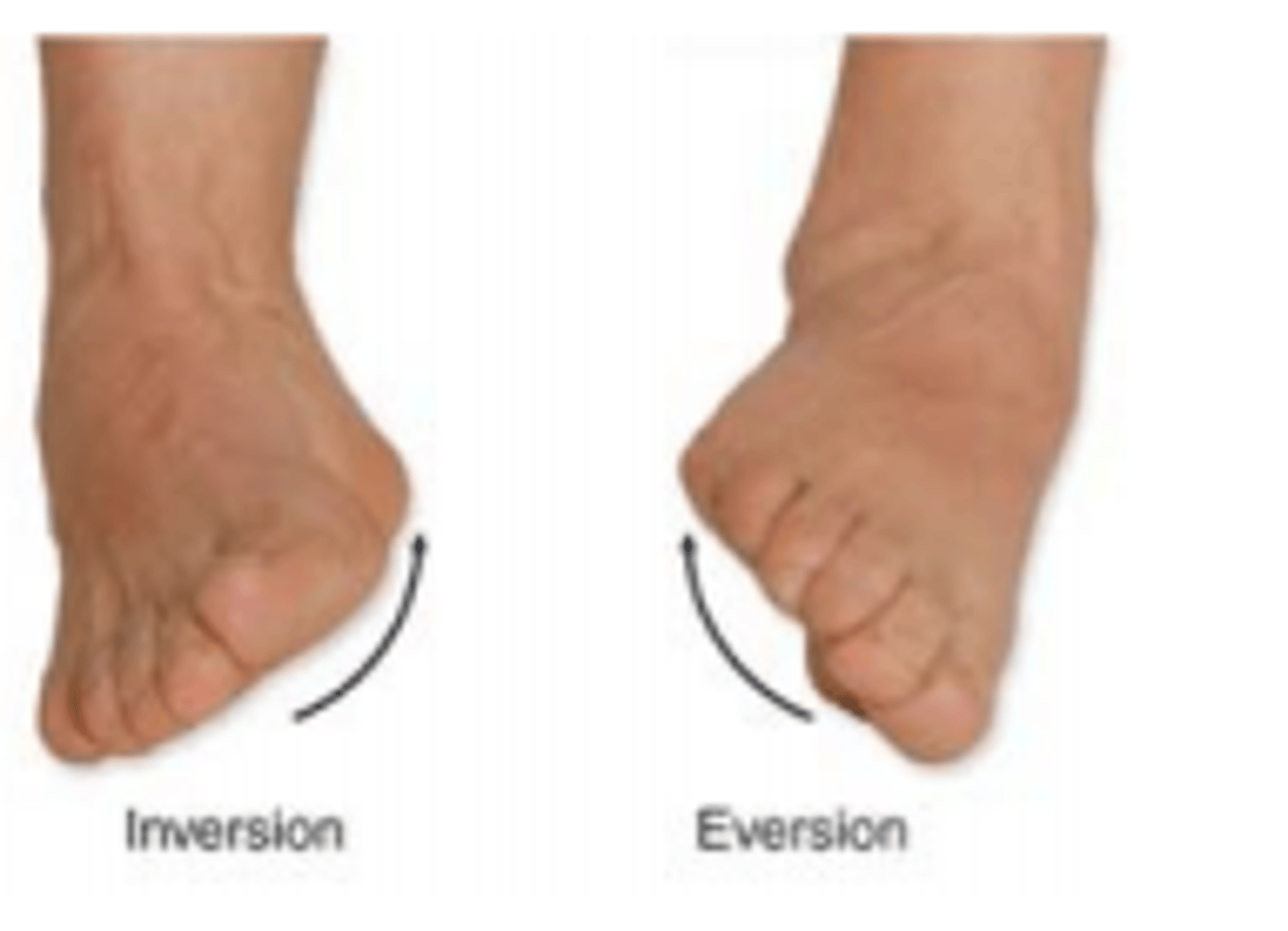 <p>inversion: moving the sole of the foot inward at the ankle</p><p>eversion: moving the sole of the foot outward at the ankle</p>