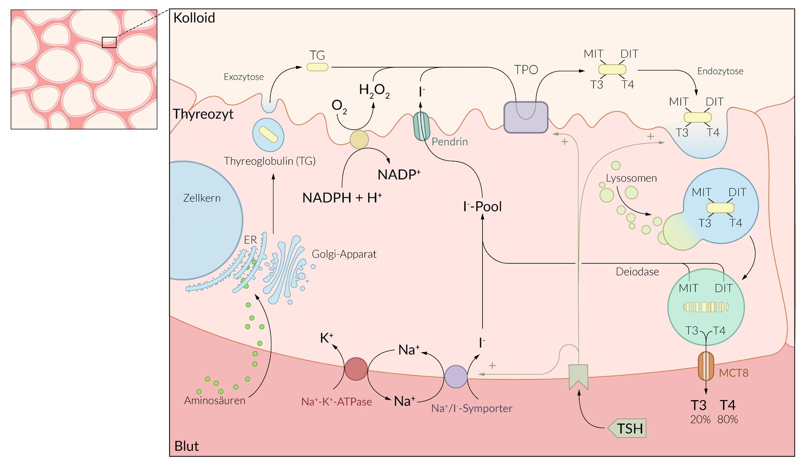 <p>B. TSH promotes the endocytosis of colloid from the follicular lumina of the thyroid gland.</p>