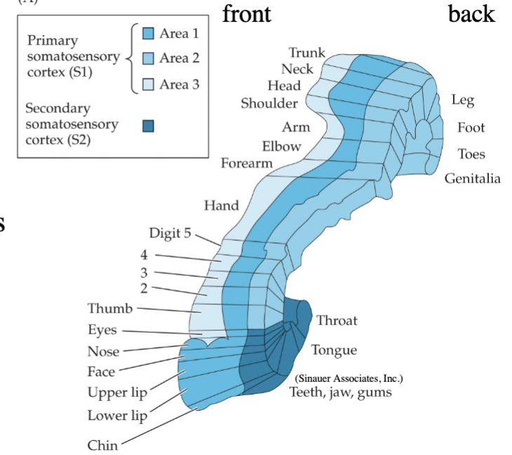 <p>enlarged representation in cortical somatotopic map/sensory homunculus relative to skin area</p><ul><li><p>multiple maps in S1 and S2</p></li><li><p>S1, area 1 = middle</p></li><li><p>S1, area 2 = right</p></li><li><p>S1, area 3 = left</p></li></ul><p></p>