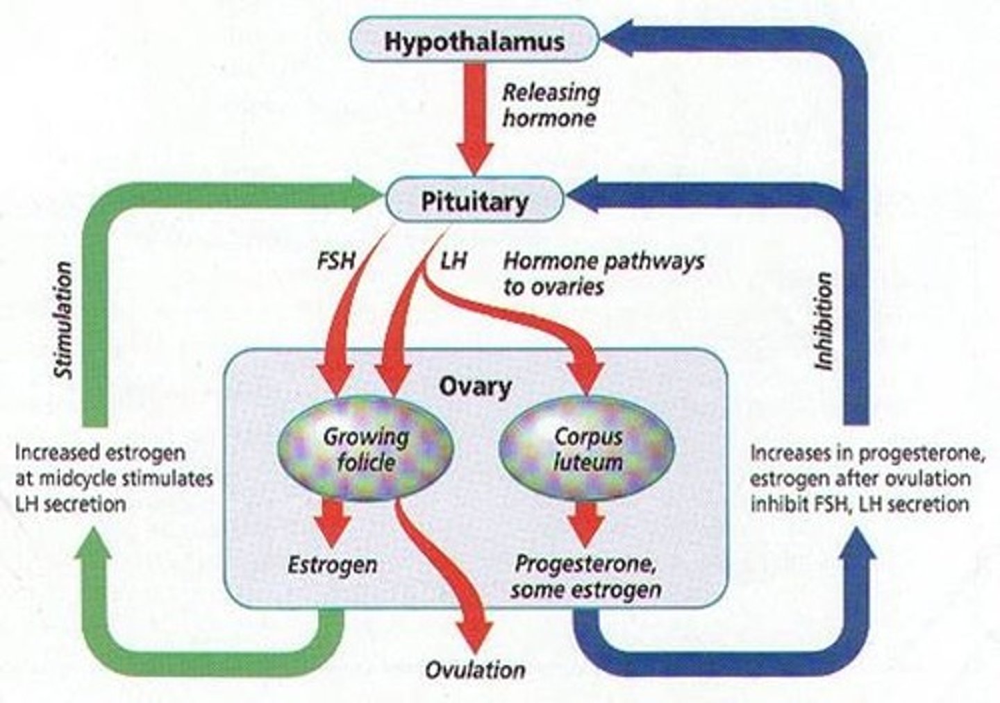 <p>a hormone secreted by the anterior pituitary gland that stimulates the development of eggs in the ovaries and sperm in the testes</p>