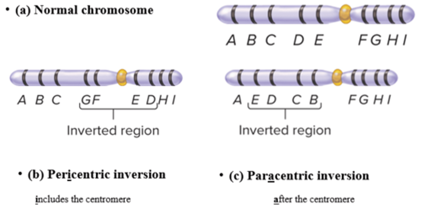 <p>- Paracentric: Does not include Centromere and breaks/rejoins outside centromere</p><p>- Pericentric: Includes Centromere</p>