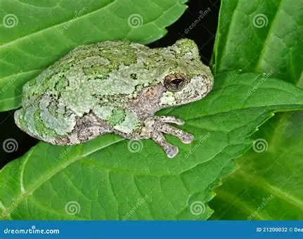 <p>colors range from gray to light green</p>