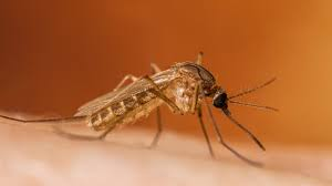 <p><strong>A teenager, exposed to West Nile virus a few weeks ago while camping with friends, is</strong></p><p><strong>admitted with headache, fever, and nuchal rigidity. The teenager is also displaying some</strong></p><p><strong>lethargy and disorientation. The nurse knows which of the following medical diagnoses</strong></p><p><strong>listed below may be associated with these clinical manifestations?</strong></p><p>A) Rocky Mountain spotted fever</p><p>B) Lyme disease</p><p>C) Encephalitis</p><p>D) Spinal infection</p>