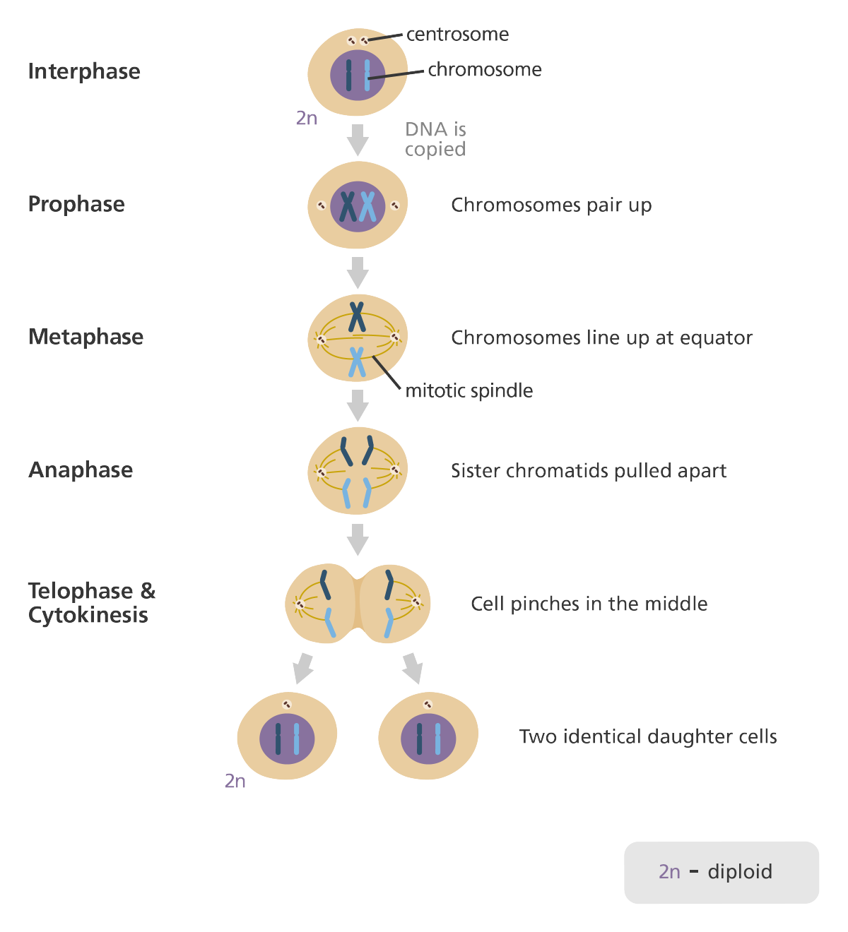 <p>the nuclear division of eukaryotic cells that allows for asexual reproduction, growth, and repair in multicellular organisms.</p><ul><li><p>interphase: DNA replication occurs to produce two copies of each chromosome</p></li><li><p>prophase: duplicated chromosomes condense and spindle fibres form. nuclear membrane begins to break down</p></li><li><p>metaphase: chromosomes line up across centre of the cell, attach to spindle fibres</p></li><li><p>anaphase: sister chromotids are pulled apart by spindle fibres</p></li><li><p>telophase: daughter chromosomes gather at opposite poles of cell, spindle breaks down, nuclear membranes assemble around two nuclei.</p></li><li><p>cytokinesis: happens simultaneous to anaphase and telophase. daughter nuclei separate to become own cells</p></li></ul>