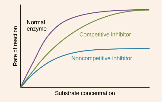 <p>No effect; it stays the same.</p><p>Vmax measures the maximum reaction rate, and competitively inhibiting an enzyme doesn’t change highest possible reaction speed. It may take a greater substrate concentration to get there as increasing substrate concentration relative to inhibitor helps raise reaction rate, but ultimately the MAXIMUM rate will be the same. </p>