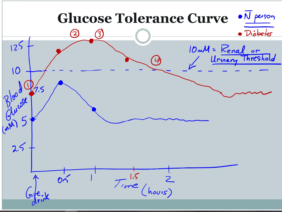 <ol><li><p>higher basal glucose level</p></li><li><p>higher peak</p></li><li><p>delayed peak</p></li><li><p>levels stay higher longer</p></li></ol>
