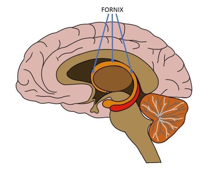 <p>-C-shaped bundle of white matter nerve fibers in the brain, acting as the primary output tract of the hippocampus and considered a key part of the limbic system</p><p>-primary function is to connect various limbic structures, playing a critical role in cognitive function, particularly in the formation and retrieval of episodic memories</p><p>-damage to the fornix can lead to significant memory loss, especially regarding recall of past events</p>