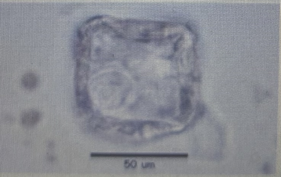 <p>Host species cattle </p><p>Size 75 um </p><p>Cestode</p>