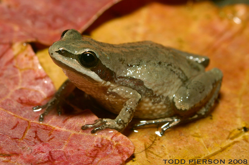 <p>Western Chorus Frog</p>