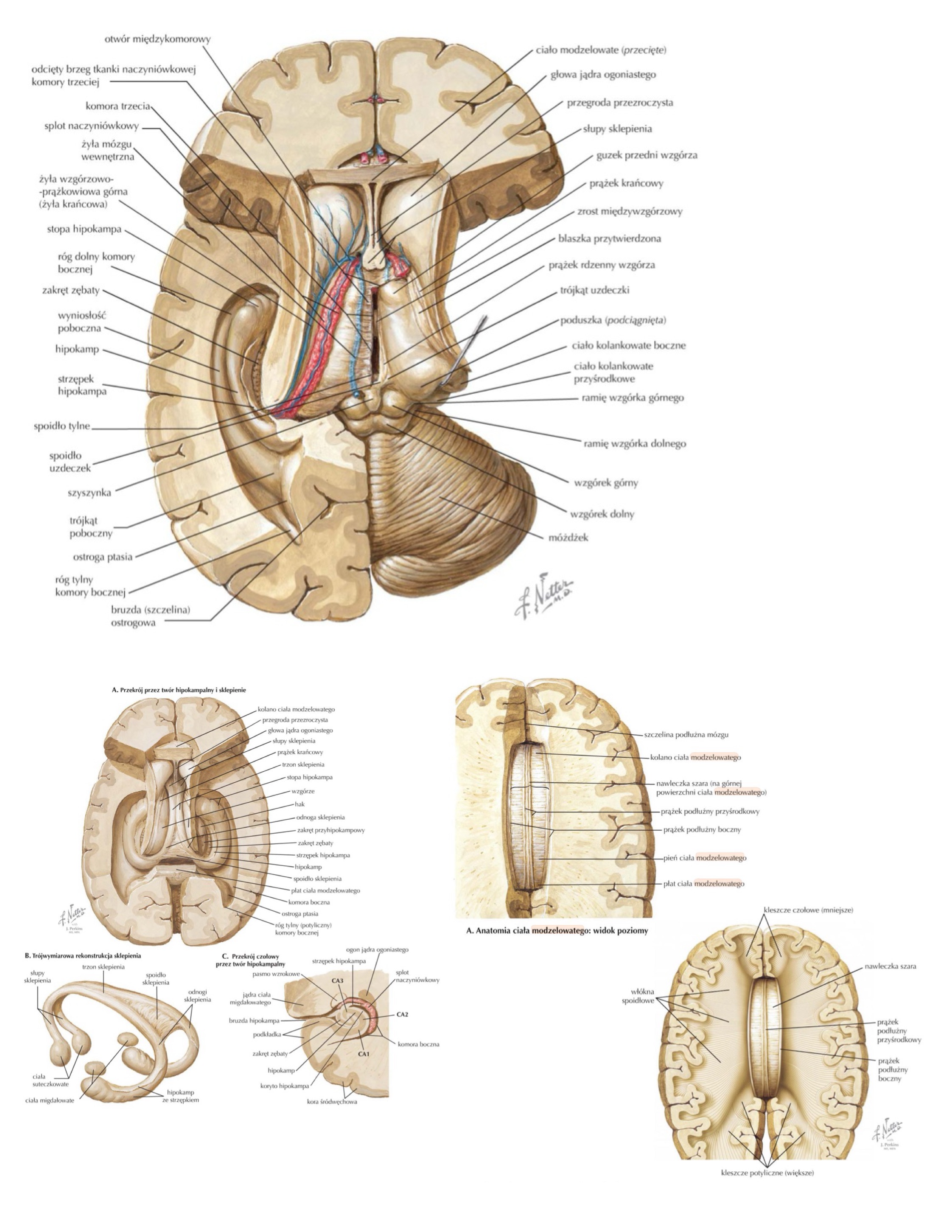 <ul><li><p>dziób (rostrum)</p></li><li><p>kolano (genu)</p></li><li><p>płat (trunk)</p></li><li><p>płat (splenium)</p></li></ul>