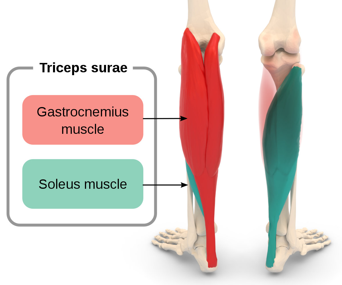 <p><strong>M. Gastrocnemicus (Stora vadmuskeln): </strong>stå på tår/lyfter hälen vid gång + flexion av knäleden</p><p><strong>M. Soleus (djupa vadmuskeln): </strong>hjälper gastrocnemius tät lyfta hälen (gång)</p>