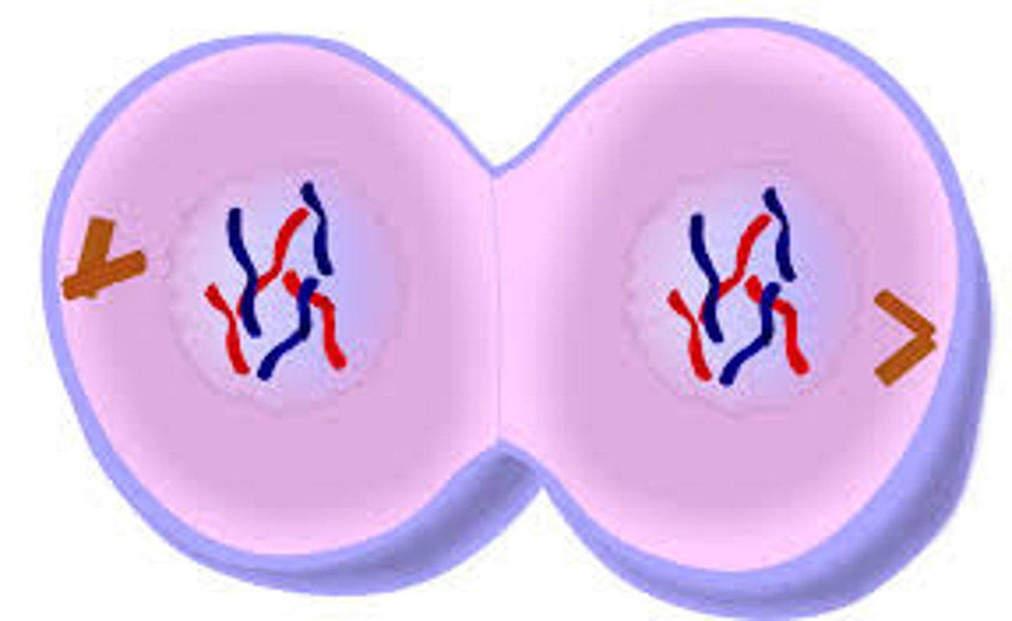 <p>Cell <b>membrane moves inward</b> to create two daughter cells - each with own nucleus with identical chromosomes.</p>