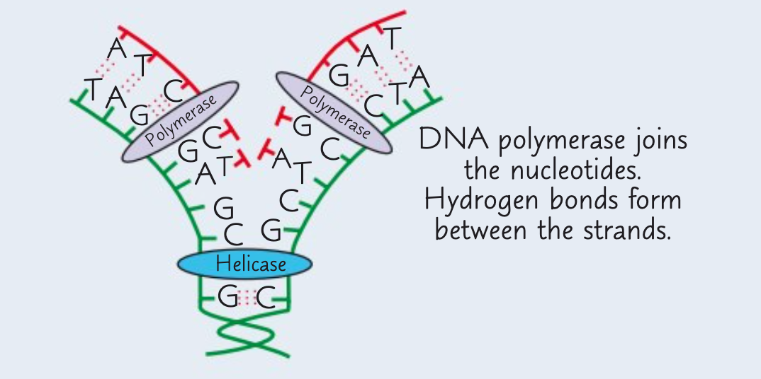 <p>The third stage is the joining of adjacent nucleotides.</p><p>This is done by the enzyme DNA polymerase which catalyses condensation reactions between the nucleotides.</p><p>Hydrogen bonds form between the bases.</p>