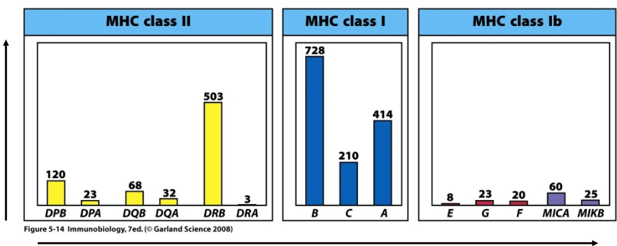 <p>What can be observed following sequence comparison between individual MHC classes?</p>