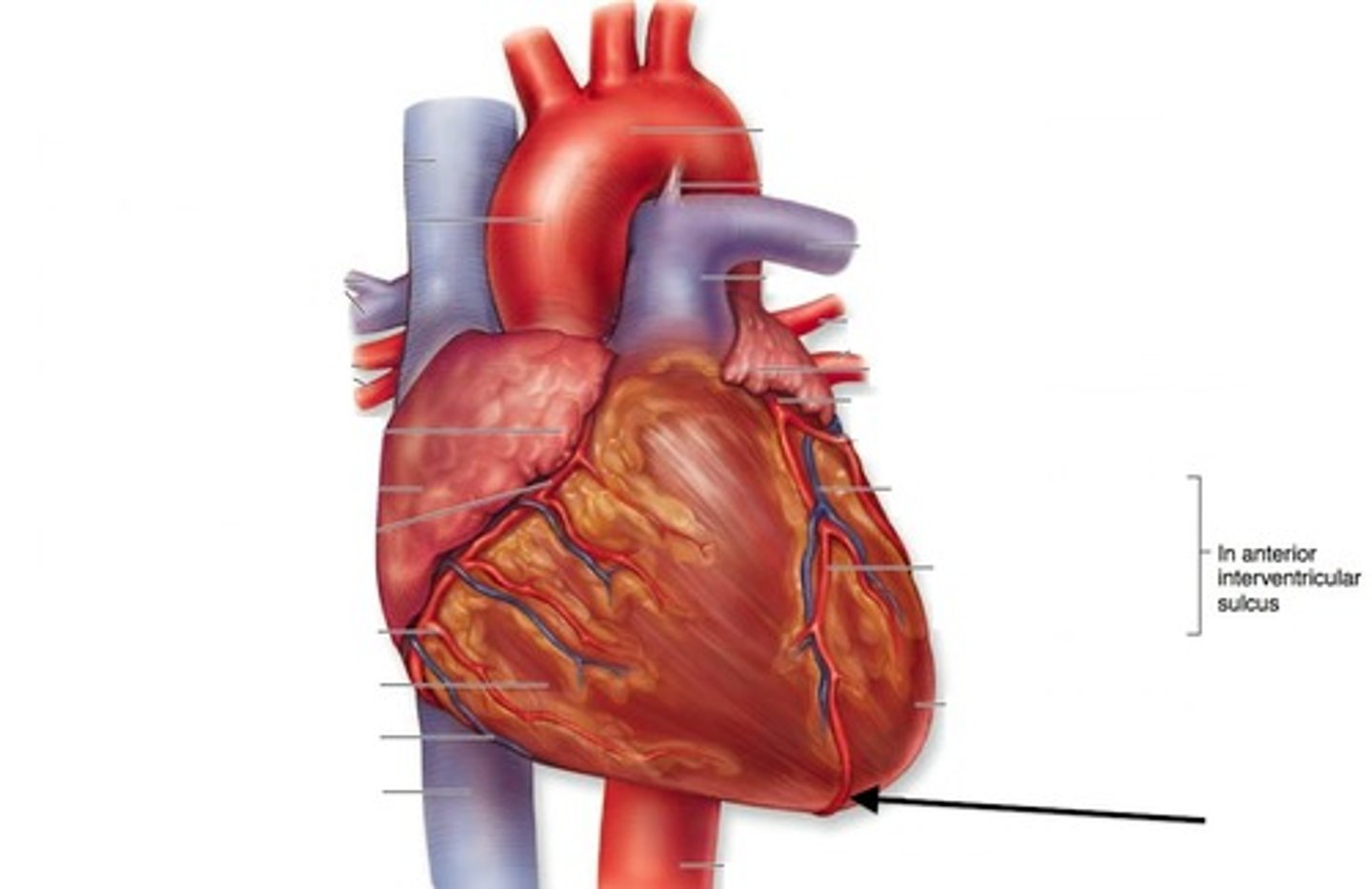 <p>the most inferior part of the external heart</p>