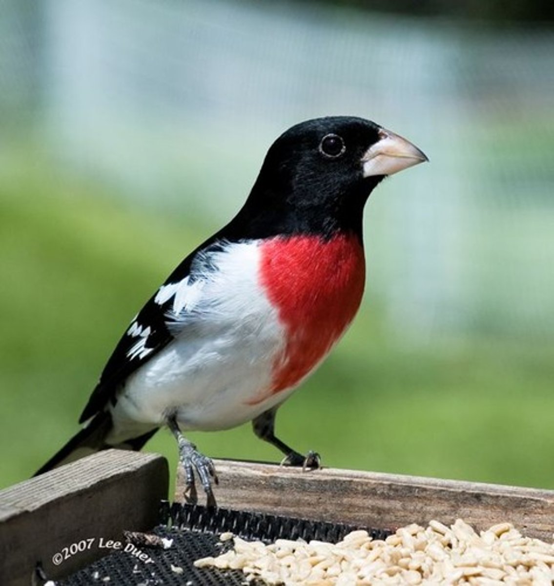 <p>Pheucticus ludovicianus</p>