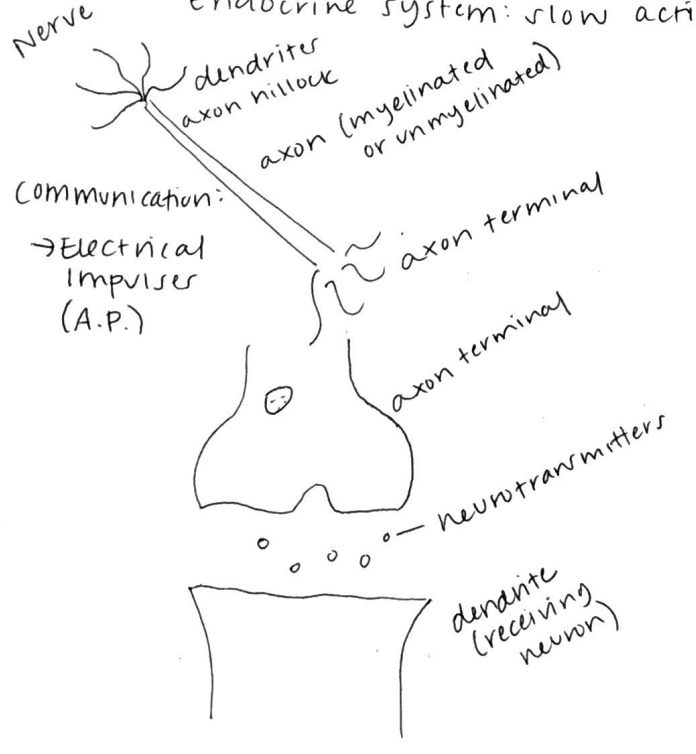 <p>what’s the flow of information in a nerve?</p>