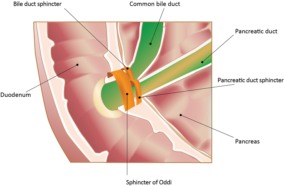 A muscular valve that controls the entry of bile and pancreatic juice 