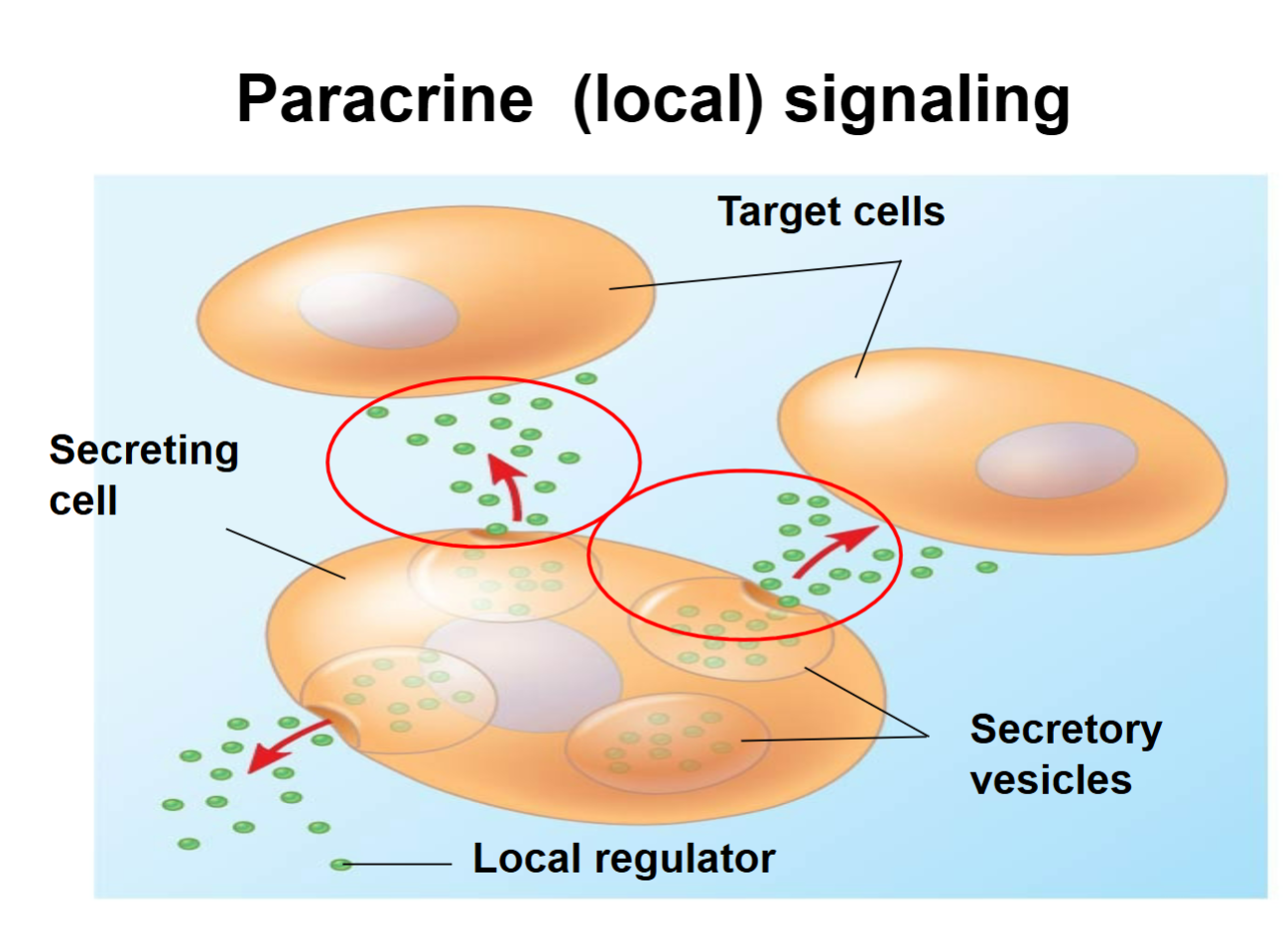 <p><span style="background-color: inherit; line-height: 23px;"><span>signal passing from one cell to a </span><u><span>neighbouring</span></u><span> cell</span></span><span style="line-height: 23px;"><span> </span></span></p><ul><li><p class="Paragraph SCXO211449599 BCX0" style="text-align: left;"><span style="background-color: inherit; line-height: 23px;"><span>Cells aren't connected but close enough to communicate through chemical messengers between cells.</span></span><span style="line-height: 23px;"><span> </span></span></p></li><li><p class="Paragraph SCXO211449599 BCX0" style="text-align: left;"><span style="background-color: inherit; line-height: 23px; color: windowtext;"><span>Paracrine signalling involves a cell releasing chemical messengers (such as cytokines or growth factors) that act on nearby cells within the same tissue. These signals diffuse through the extracellular fluid but do not enter the bloodstream, ensuring a localized response.</span></span><span style="line-height: 23px; color: windowtext;"><span> </span></span></p></li></ul><p></p>
