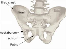 <p>Curved upper ridge of the ilium. It's a muscle attachment site for trunk and arm movement.</p><p></p>