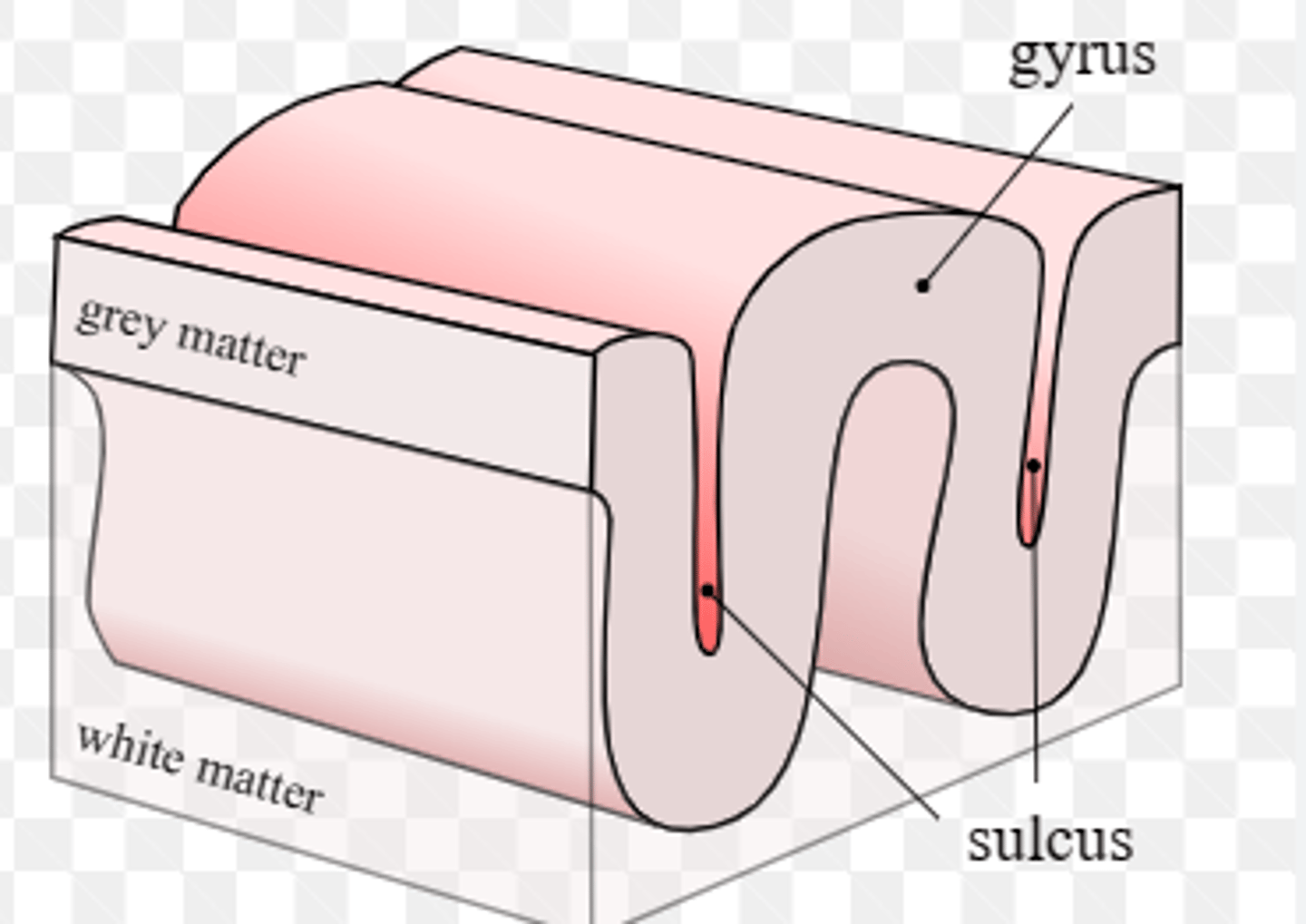 <p>Gyrus (gyri) </p>